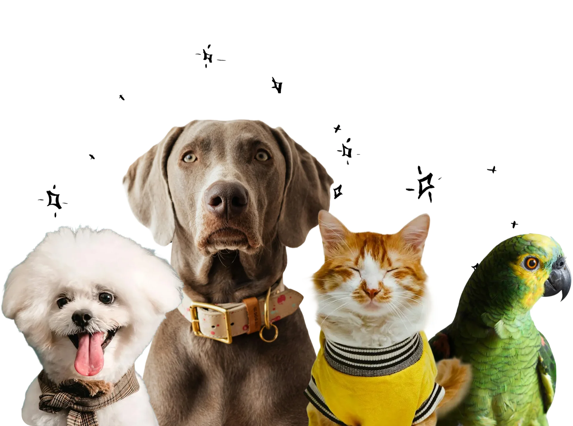 Pets we care for: dog, cat, parrot