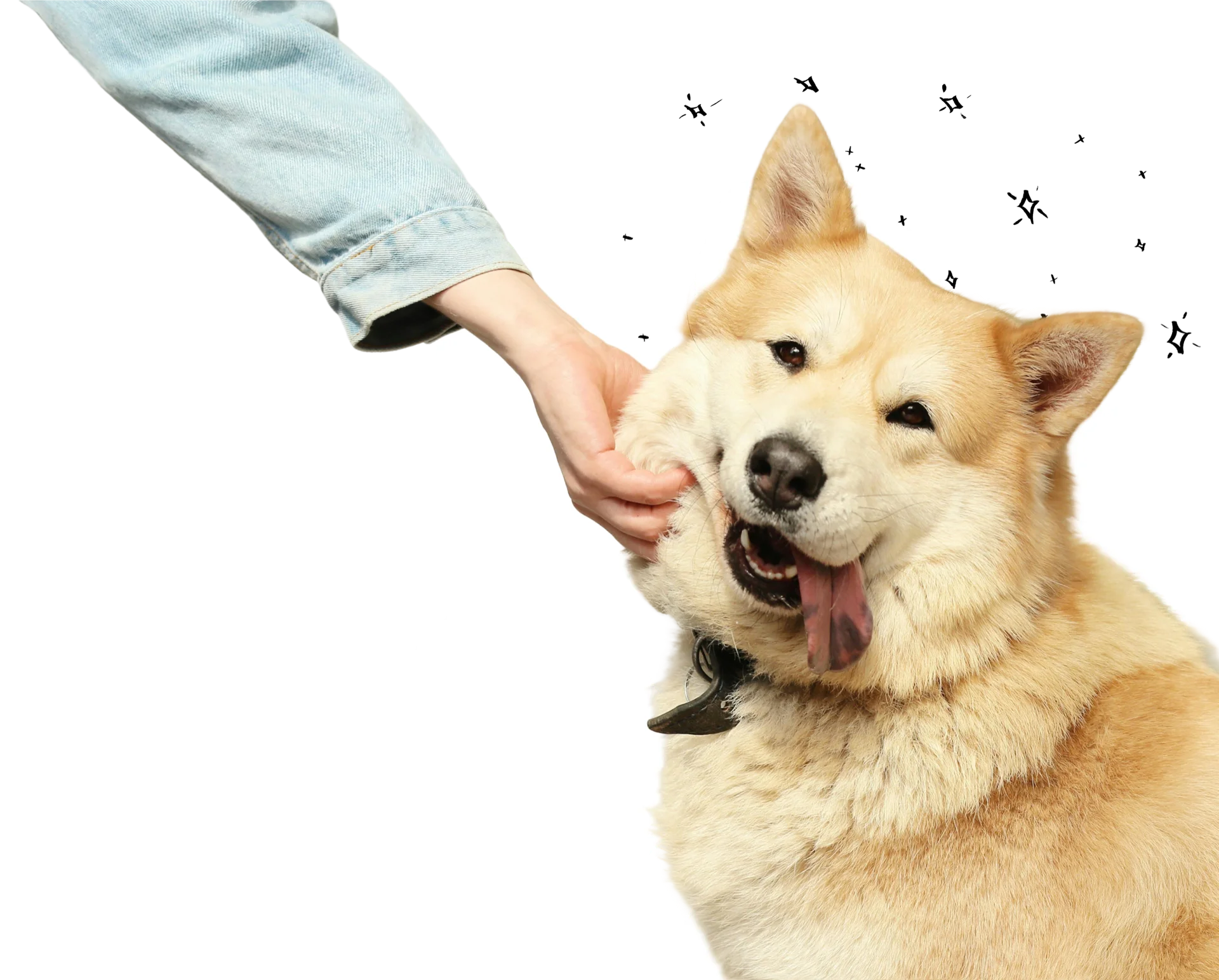 Pet care operations dashboard with a happy dog